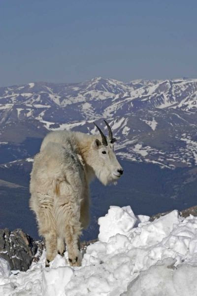 Colorado, Mt Evans Mountain goat and Rocky Mts